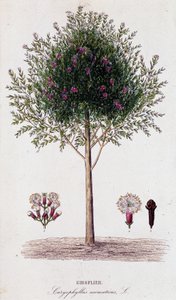 Girofle (Caryophyllus aromaticus)