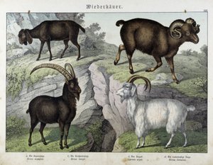 Chèvre - dans "Histoire naturelle des mammifères", éd. Schreiber - Unknown artist