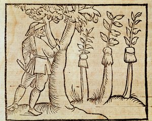 Greffage des arbres, illustration de De Agricoltura Vulgare, par Pier Crescenzio (1233-1320), édition publiée à Venise - Unknown artist