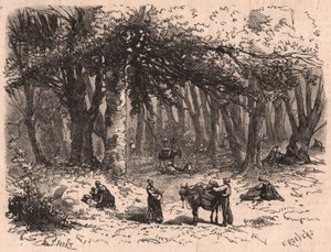 Groupe de personnes cueillant des champignons dans la forêt de Fontainebleau - Unknown