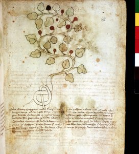 Herbe "Idriam Maggiore" ou herbe "en forme de nœud simple". Planche botanique, Biblioteca comunale di Rimini - Unknown artist