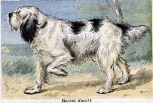 Chien de chasse : Barbet en arrêt