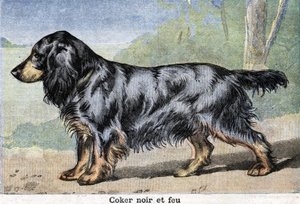 Chien de chasse : Cocker noir et feu