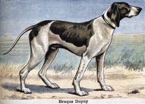 Chien de chasse : Braque Dupuy