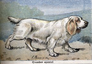 Chien de chasse : Clumber spaniel