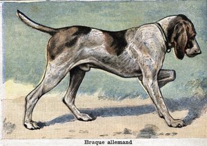 Chien de chasse : Braque allemand