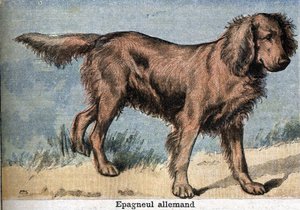 Chien de chasse: Épagneul allemand