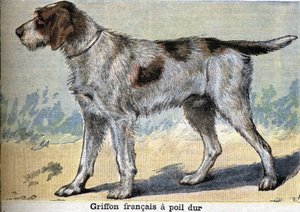 Chien de chasse : Griffon français à poil dur