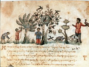 Scène de chasse avec des faucons et cueillette de fruits Miniature tirée du traité de chasse « Les Cynégétiques » par Oppien de Syrie (3ème siècle après J.-C.) dédié à Caracalla. 11ème siècle Venise. Biblioteca Marciana