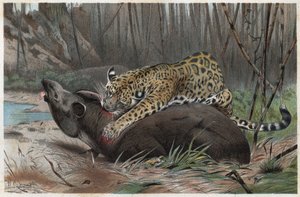 Jaguar (Panthera onca) - gravure de "La Vie des Animaux" par Alfred Edmund Brehm (1829-1884)