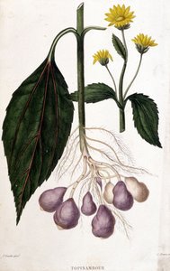 Topinambour - planche botanique - Unknown artist