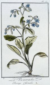 La Bourrache (Borrage Officinalis) - dans "Exercises de botanique à l
