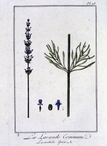 La Lavande Commune (Lavandula Spica) - dans « Exercices de botanique à l