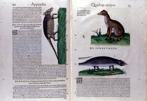 La civette, la hyène et la mangouste, dans Historia Animalium de Conrad Gesner (1516 - 1565), Tiguri