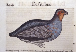 La perdrix dans Historia Animalium de Conrad Gesner, Tiguri