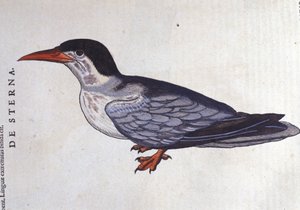 La sterne ou hirondelle de mer dans Historia Animalium de Conrad Gesner (1516 - 1565), Tiguri - Unknown artist