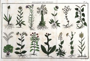 Disposition des feuilles : dans « Flora Françoise, ou brève description de toutes les plantes qui croissent naturellement en France, arrangées selon une nouvelle méthode d