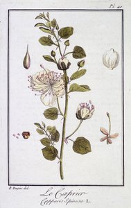 Le Caprier (Capparis Spinosa) - dans "Exercises de botanique à l