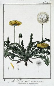 Le pissenlit commun (Leontodon caraxacum) - dans «Exercices de botanique à l