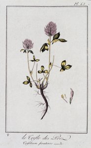 Le trèfle des prés (Trifolium pratense) - dans «Exercices de botanique à l