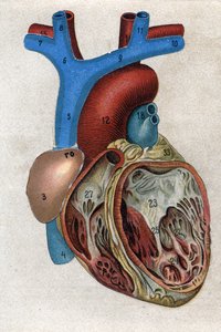 Le cœur. dans « La nouvelle médication naturelle » par F.E. Bilz. 1898