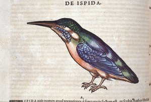 Le guêpier dans Historia Animalium de Conrad Gesner (1516 - 1565), Tiguri