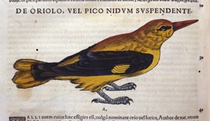 Le pic dans Historia Animalium par Conrad Gesner (1516 - 1565), Tiguri