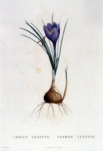 Le safran (Crocus sativus) d