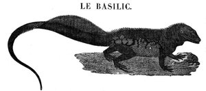 Monstre légendaire : représentation du reptile Basilic.