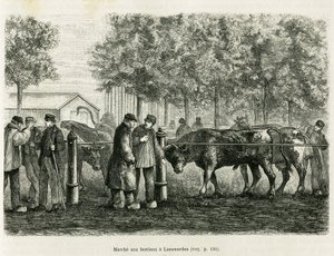 Bétail marchant à Leeuwarden (Pays-Bas). Gravure pour illustrer le récit La Frise, basé sur un article de journal néerlandais, dans Le Tour du monde 1886, dirigé par Édouard Charton (1807-1890), Hachette, Paris.