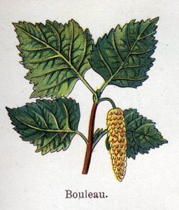 Plantes botaniques médicinales et alimentaires : bouleau. Gravure dans "La médication naturelle" de Friedrich Eduard Bilz (1842-1922)