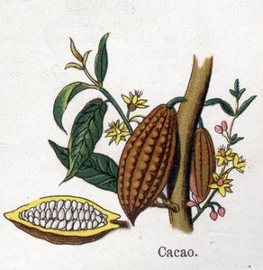 Plantes botaniques médicinales et alimentaires : cacao. Gravure dans "La médication naturelle" de Friedrich Eduard Bilz (1842-1922)