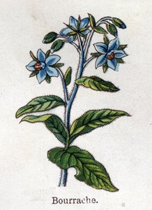 Plantes botaniques médicinales et alimentaires : canneberge. Gravure dans "La médication naturelle" de Friedrich Eduard Bilz (1842-1922)