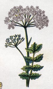 Plantes botaniques médicinales et alimentaires : grande livèche. Gravure dans "La médication naturelle" de Friedrich Eduard Bilz (1842-1922)
