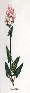 Plantes botaniques médicinales et alimentaires : oseille. Gravure dans "La médication naturelle", par Friedrich Eduard Bilz (1842-1922) - Unknown artist