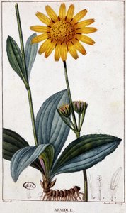 Plante médicinale : Arnic (ou arnica)