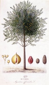 Myristica fragrans - Muscadier (Myristica officinalis). planche botanique