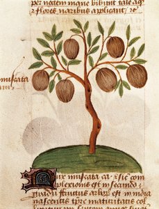 Noix de muscade, Description des plantes médicinales et comment les préparer. Page du manuscrit "Traité des herbes" (Tractatus de herbis) de Pedanius Dioscorides - Unknown artist