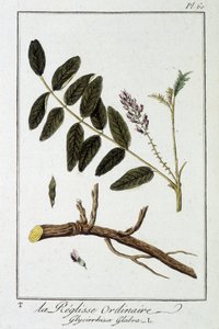 Réglisse ordinaire (Glycyrrhiza glabra) - dans « Exercices de botanique à l