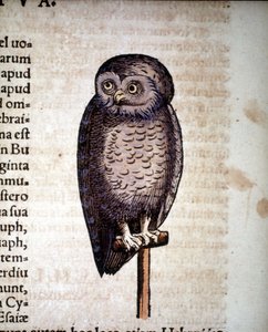 Hibou - de Historiae animalium par Konrad Gesner, Tiguri