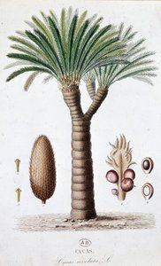 Palmier Cycas Revoluta - Planche botanique
