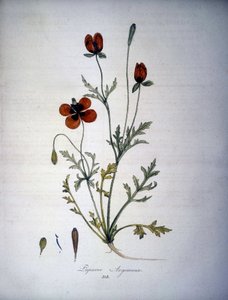 Papaver Argemone (Fleur et plante de pavot argemone). Herbier du 19ème siècle.