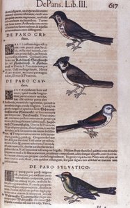 Passereaux dans Historia Animalium de Conrad Gesner (1516 - 1565), Tiguri