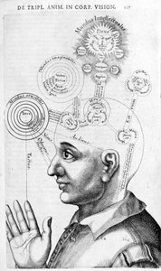 Image de physiognomonie (phrénologie) de Collectio Operum par Robert Fludd (Robertus de Fluctibus). Londres 1617 - Unknown artist
