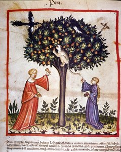 Cueillette des poires. Enluminure du « Tacuinum sanitatis ». - Unknown artist