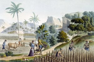 Récolte et plantation de riz sur l