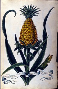 Ananas. Planche botanique du 19ème siècle.