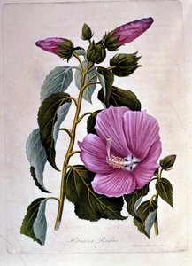 Hibiscus rose. Planche botanique. Gravure - Unknown artist