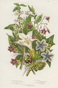 Plantes vénéneuses. Ainsi que la Morelle noire ou commune (Solanum nigrum) en haut à gauche, et la Morelle douce-amère (Solanum dulcamara) en haut à droite, il y a la plus dangereuse Belladone (Atropa belladonna) en bas à gauche, qui contient - Unknown artist