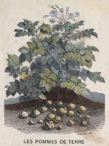 Pommes de terre. Illustration du 19ème siècle. Collection Bianchetti